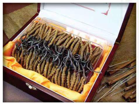 贵阳冬虫夏草回收